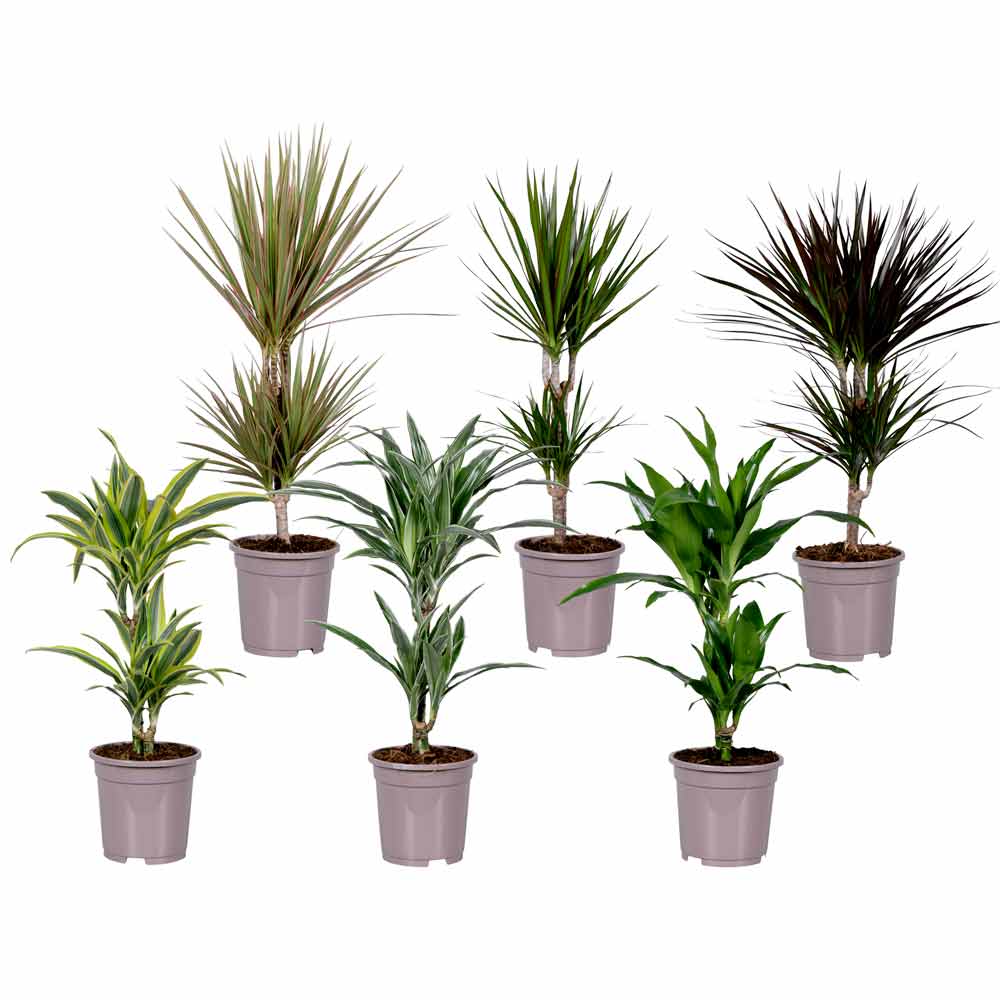 Dracaena Drakenbloedboom subsoorten