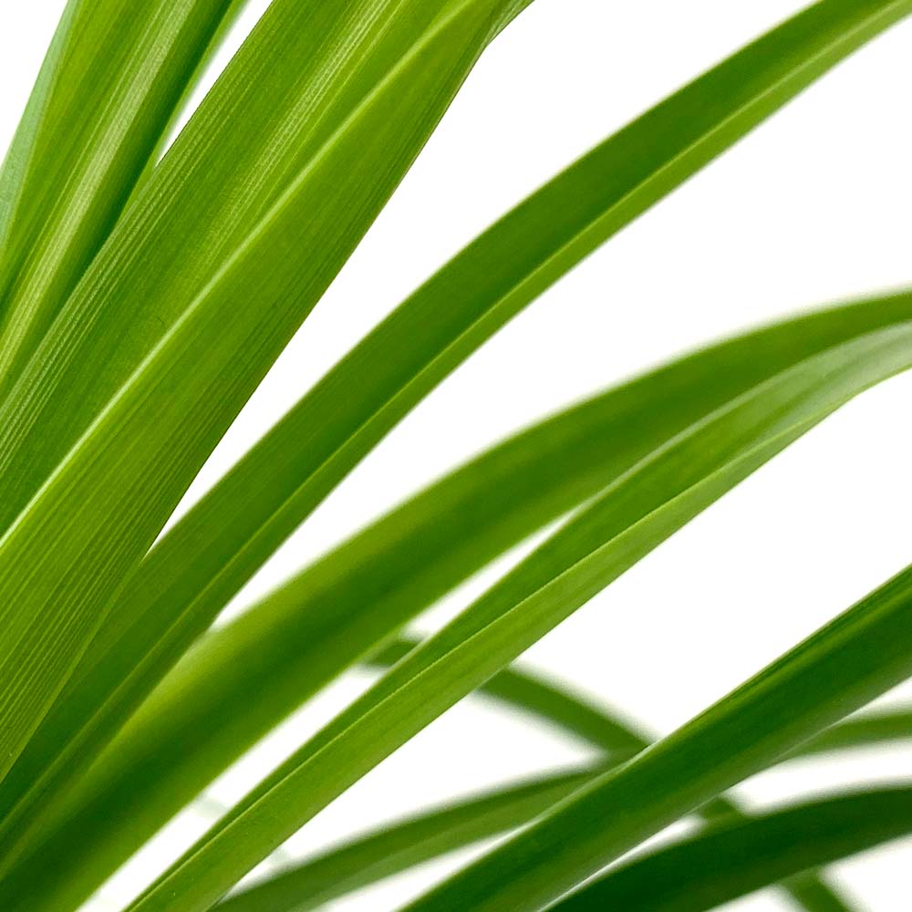 Beaucarnea Olifantspoot kenmerken