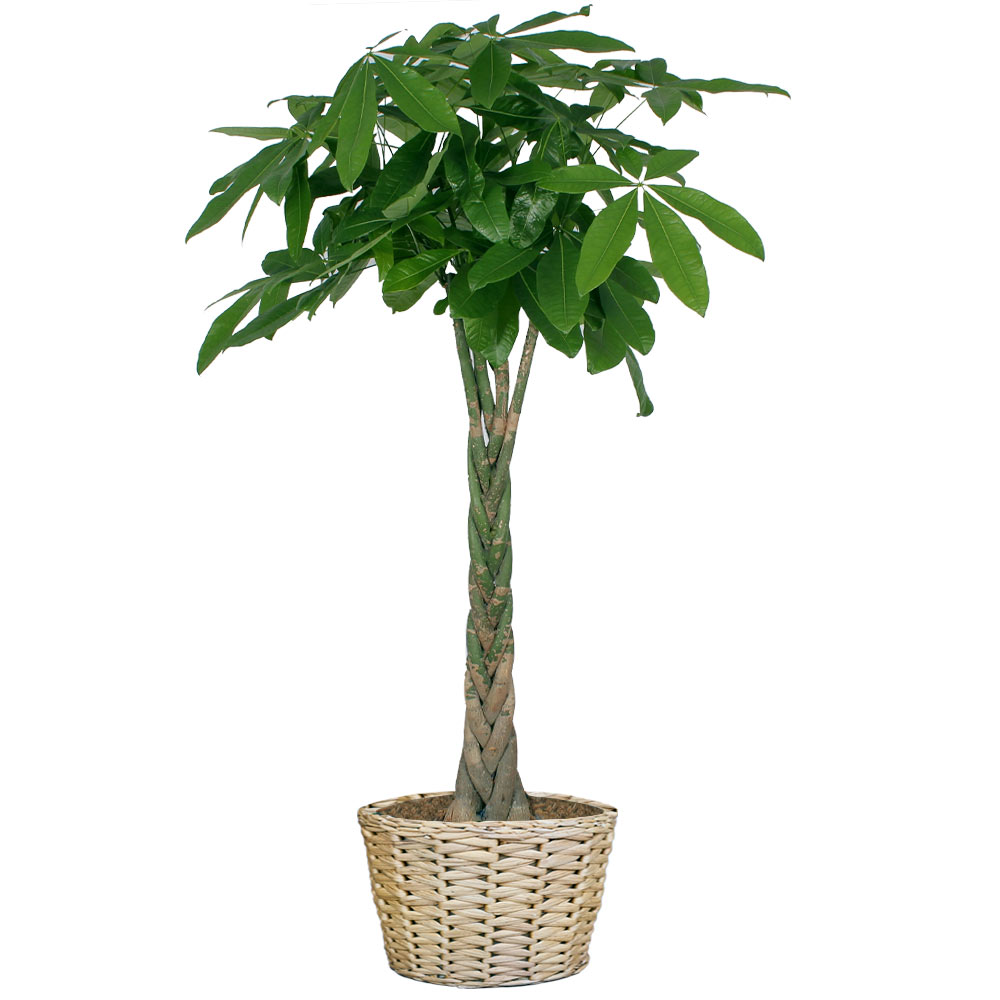 Pachira Aquatica Geldboom in pot