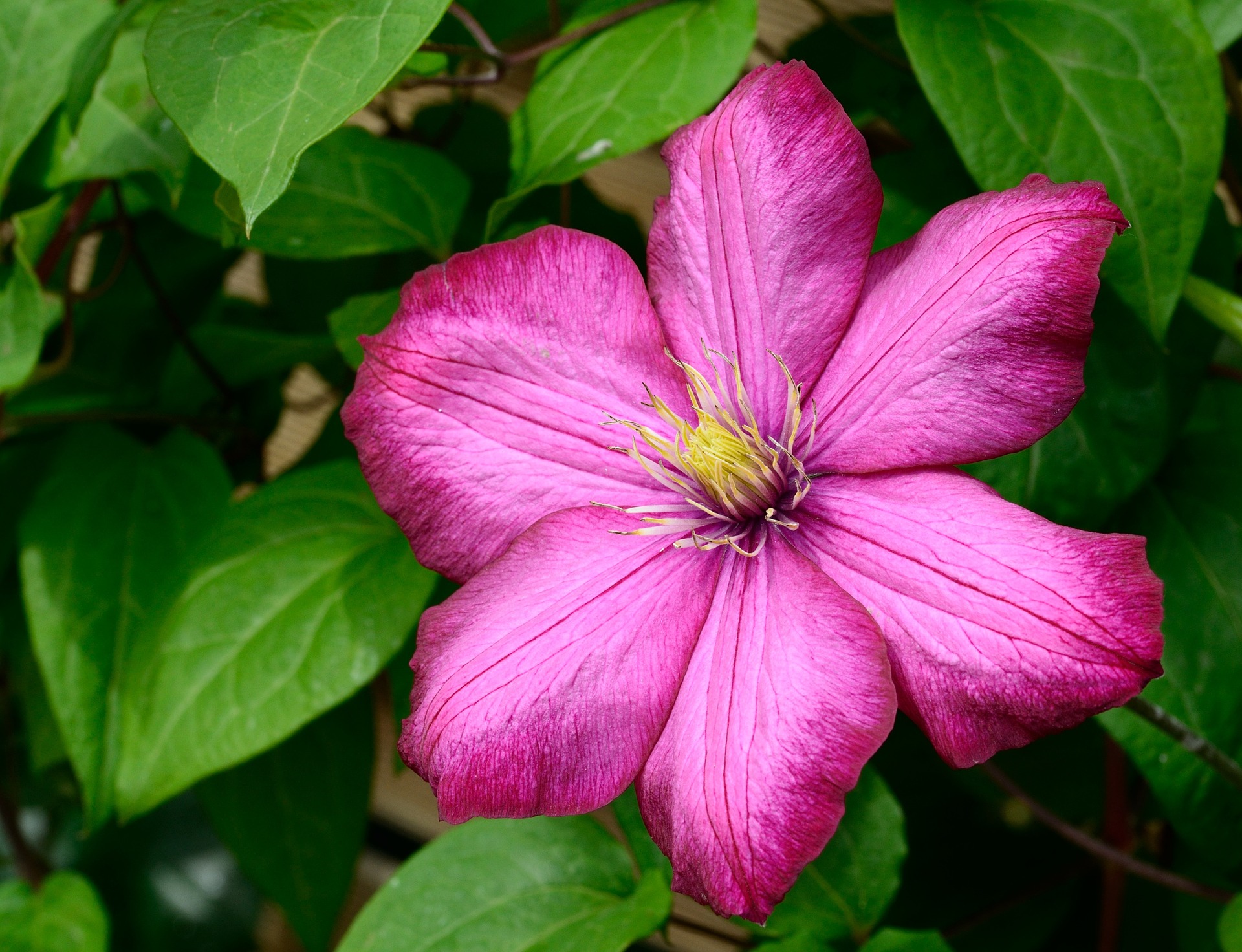 Clematis Bloem