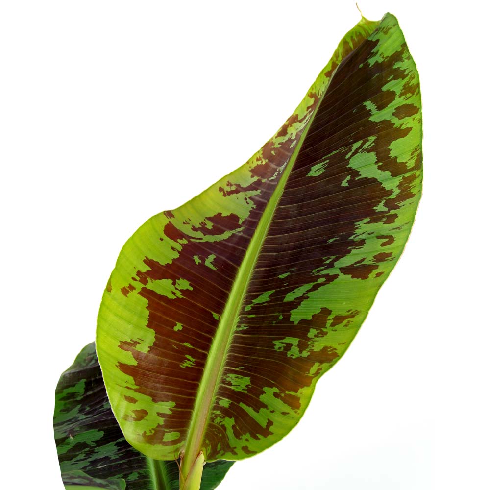 Musa plant Bananenplant subsoorten