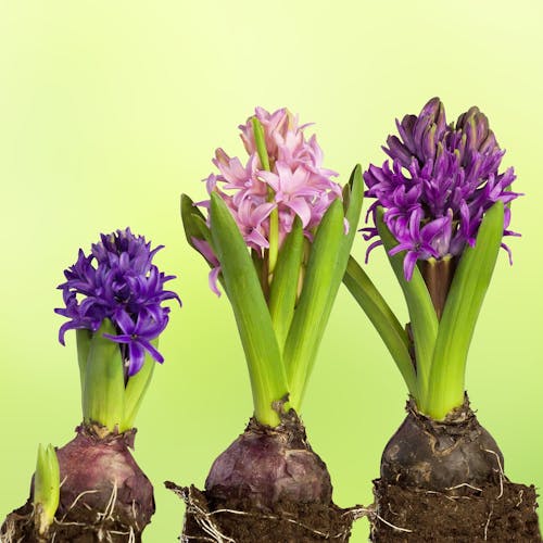 Hyacint bollen planten
