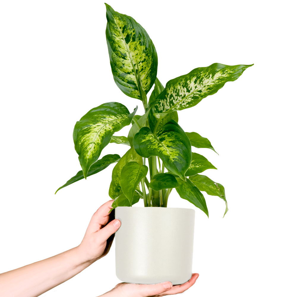Dieffenbachia in pot
