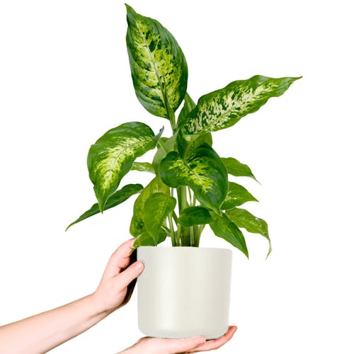 Dieffenbachia in pot