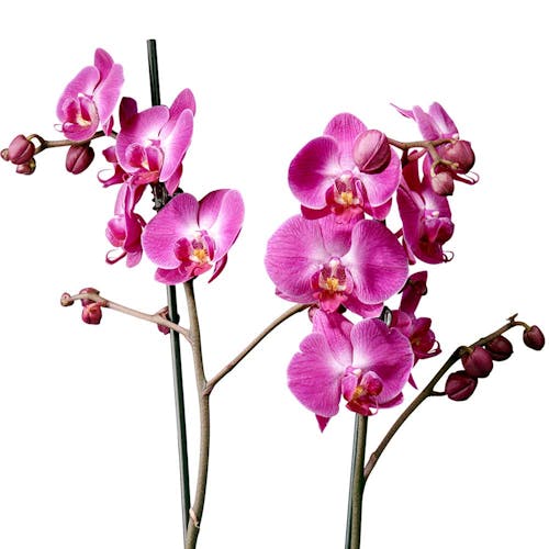 Robijn Celsius hack Verzorging van de orchidee | Regiobloemist.nl