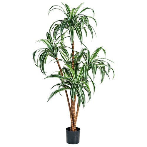 Dracaena Drakenbloedboom in pot