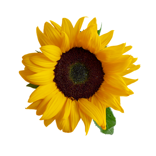 Zonnebloemen Snoeien