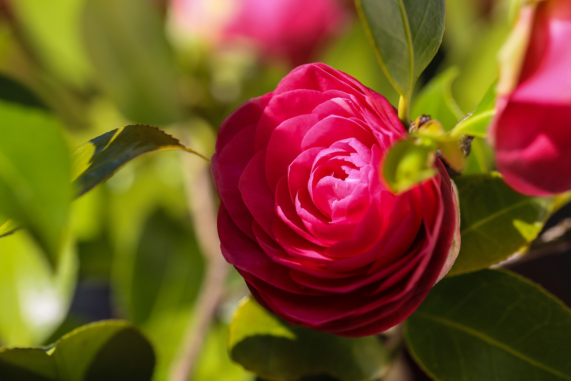 Camelia Standplaats zon/schaduw