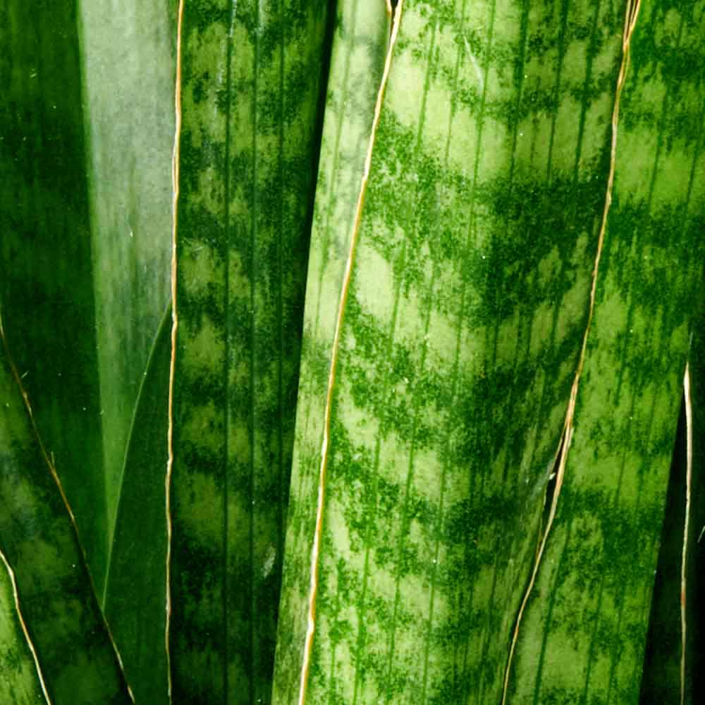 Sansevieria Vrouwentong kenmerken