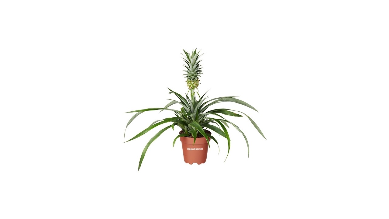 Ananasplant | Bromelia