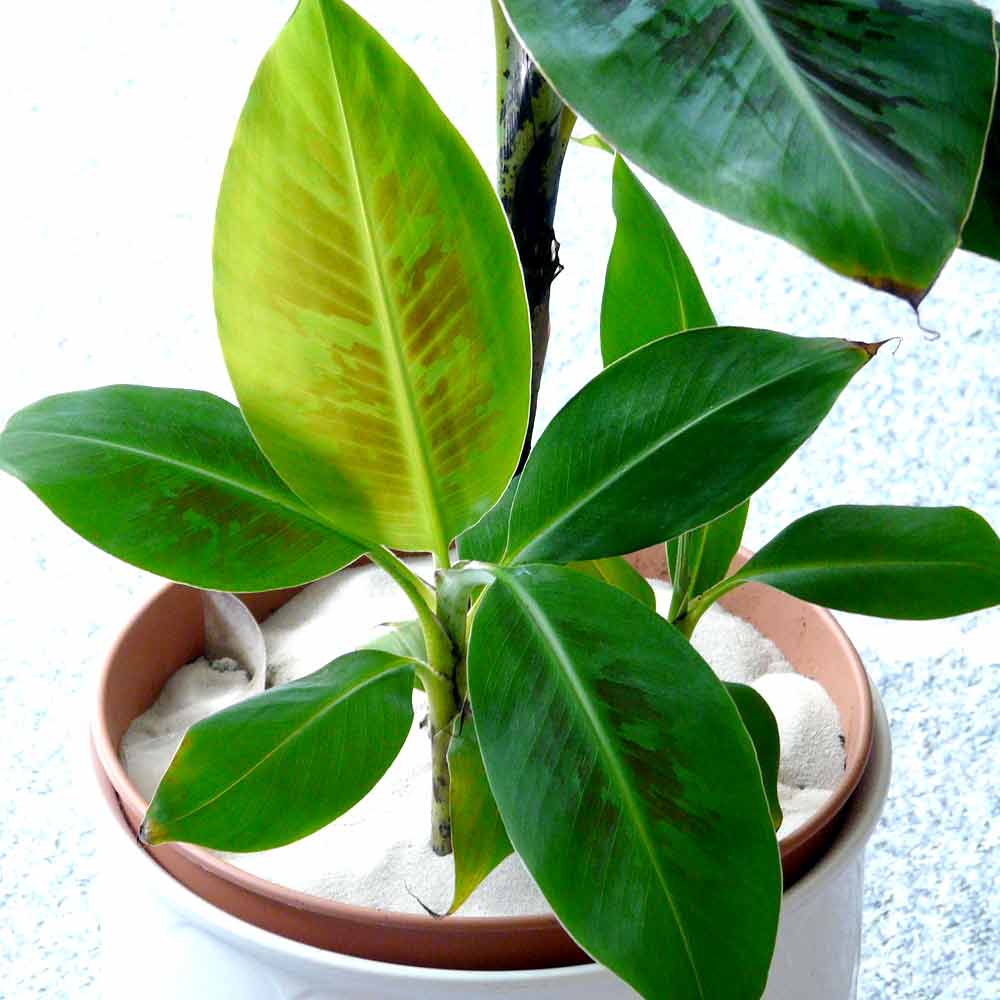 Musa plant Bananenplant voeding