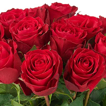 rode rozen in een zoom foto