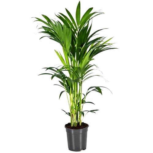Howea Forsteriana | Kentia Palm Subsoorten 