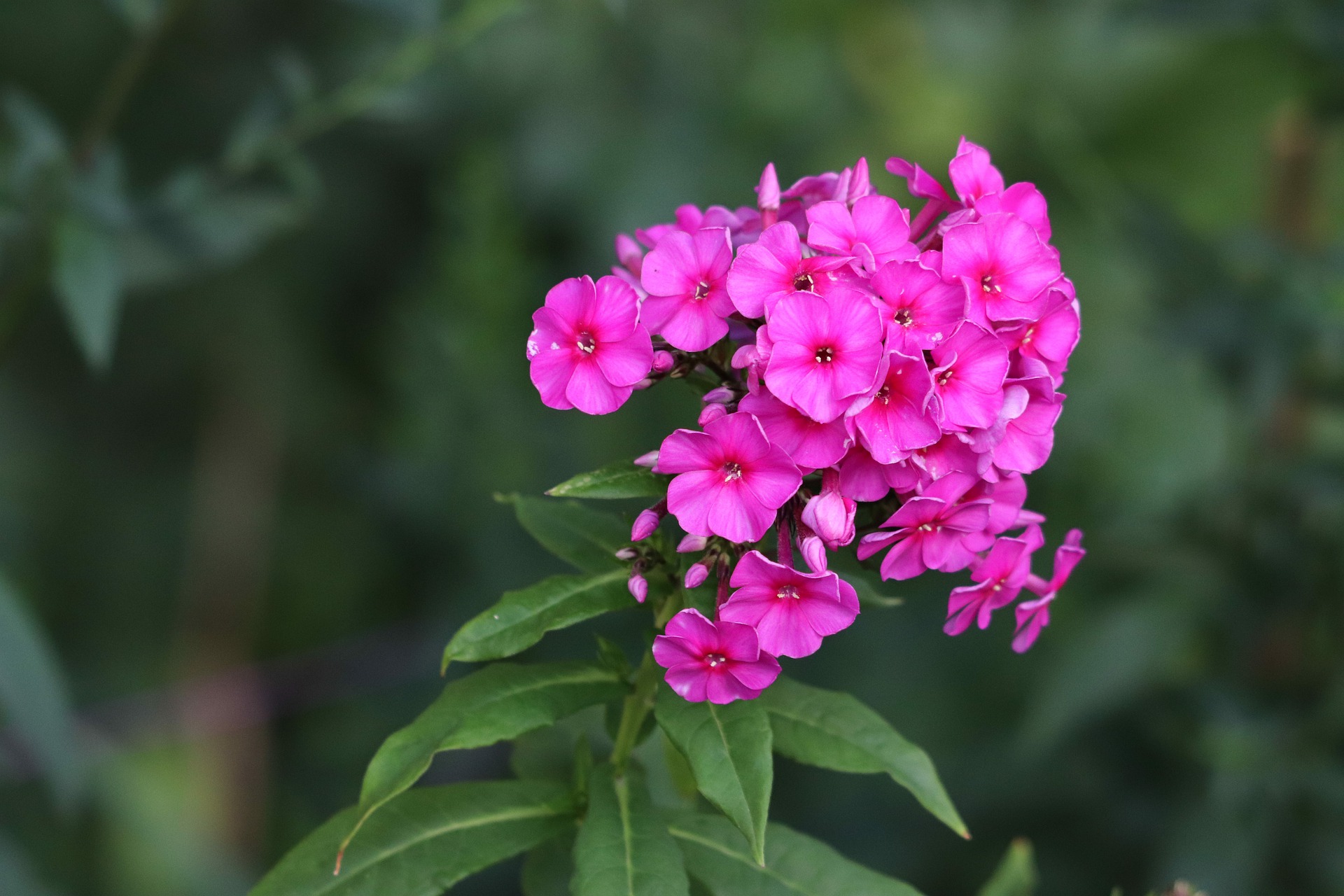 Phlox herkenning