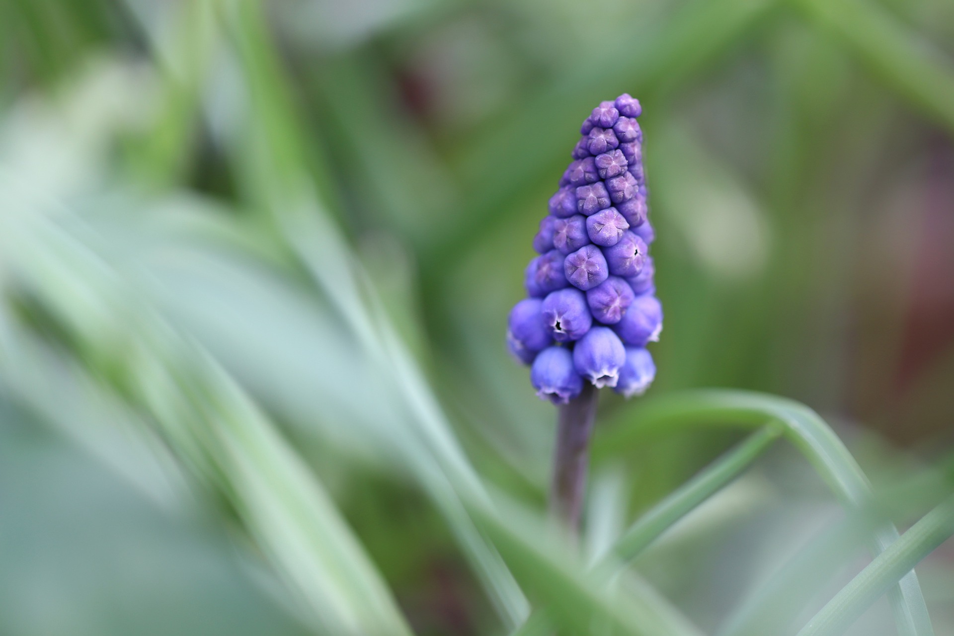 Hyacint Verzorging Onderhouden