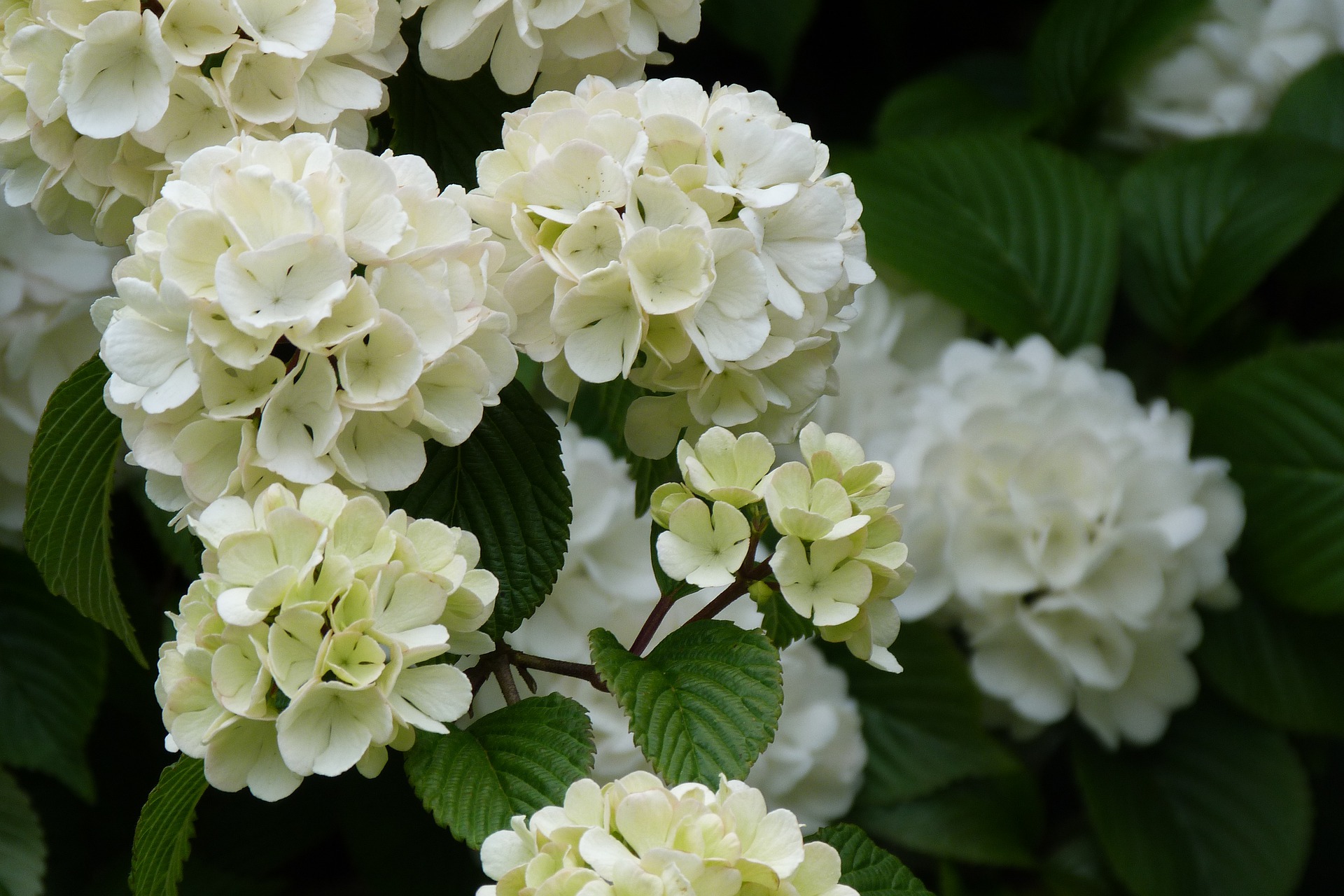 Viburnum Geschiedenis