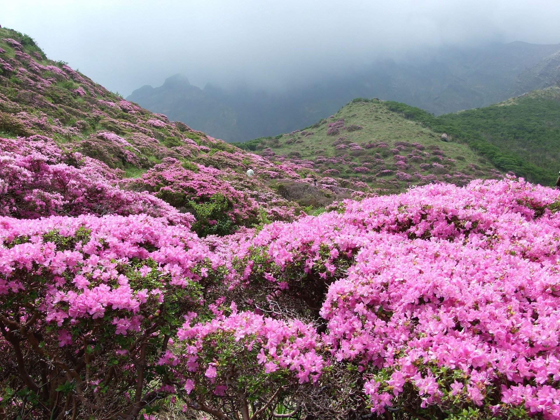 Rhododendron vermeerderen