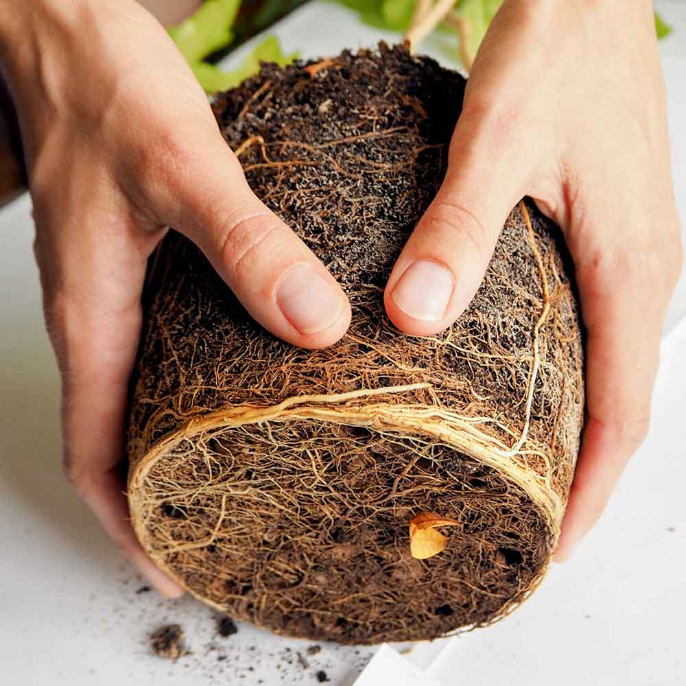 Zamioculcas ZZ-plant Emerald palm verpotten