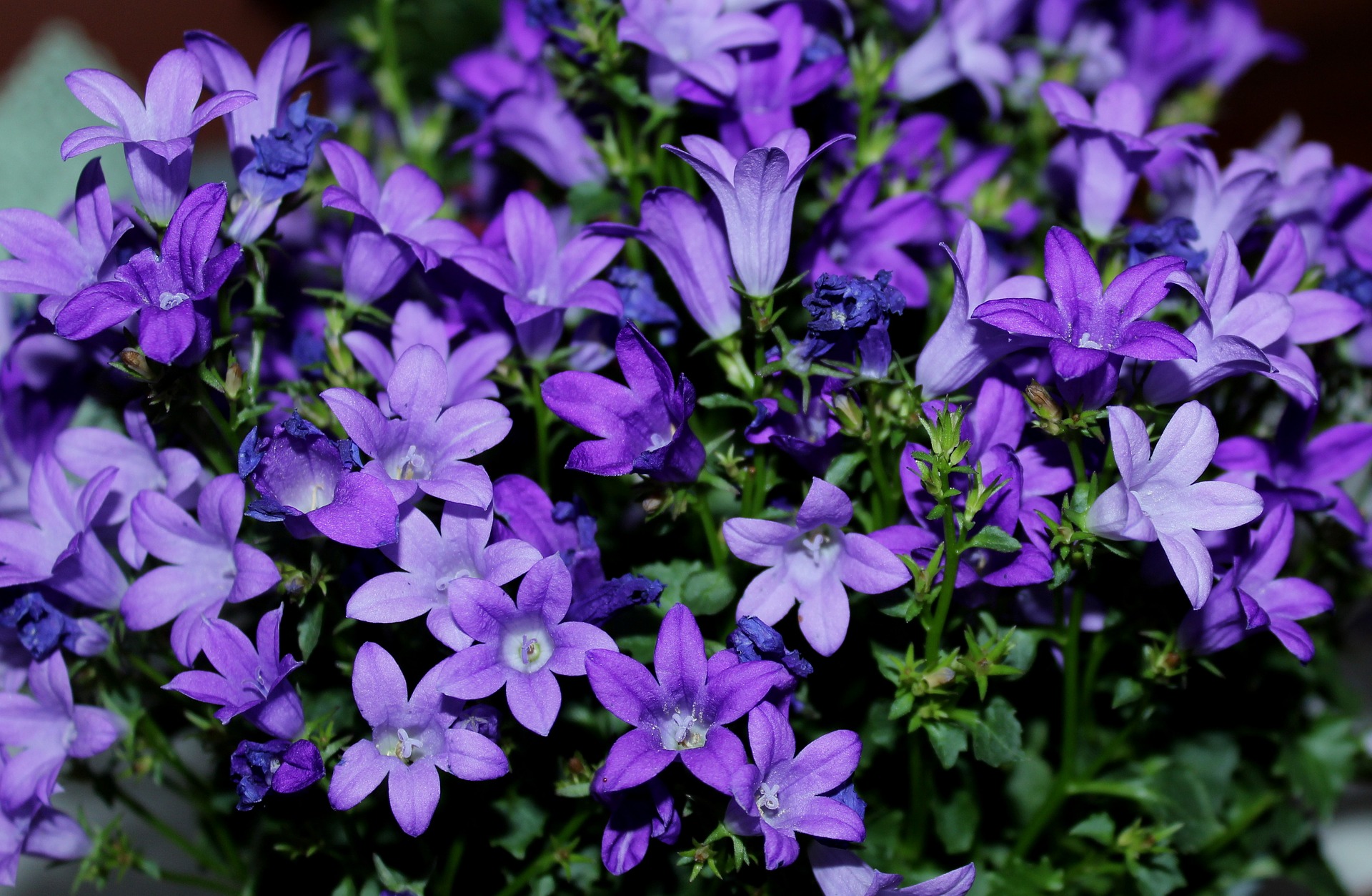 Campanula Korte Samenvatting