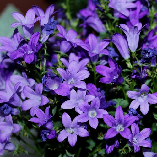 Campanula Korte Samenvatting