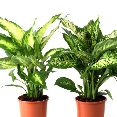Dieffenbachia subsoorten