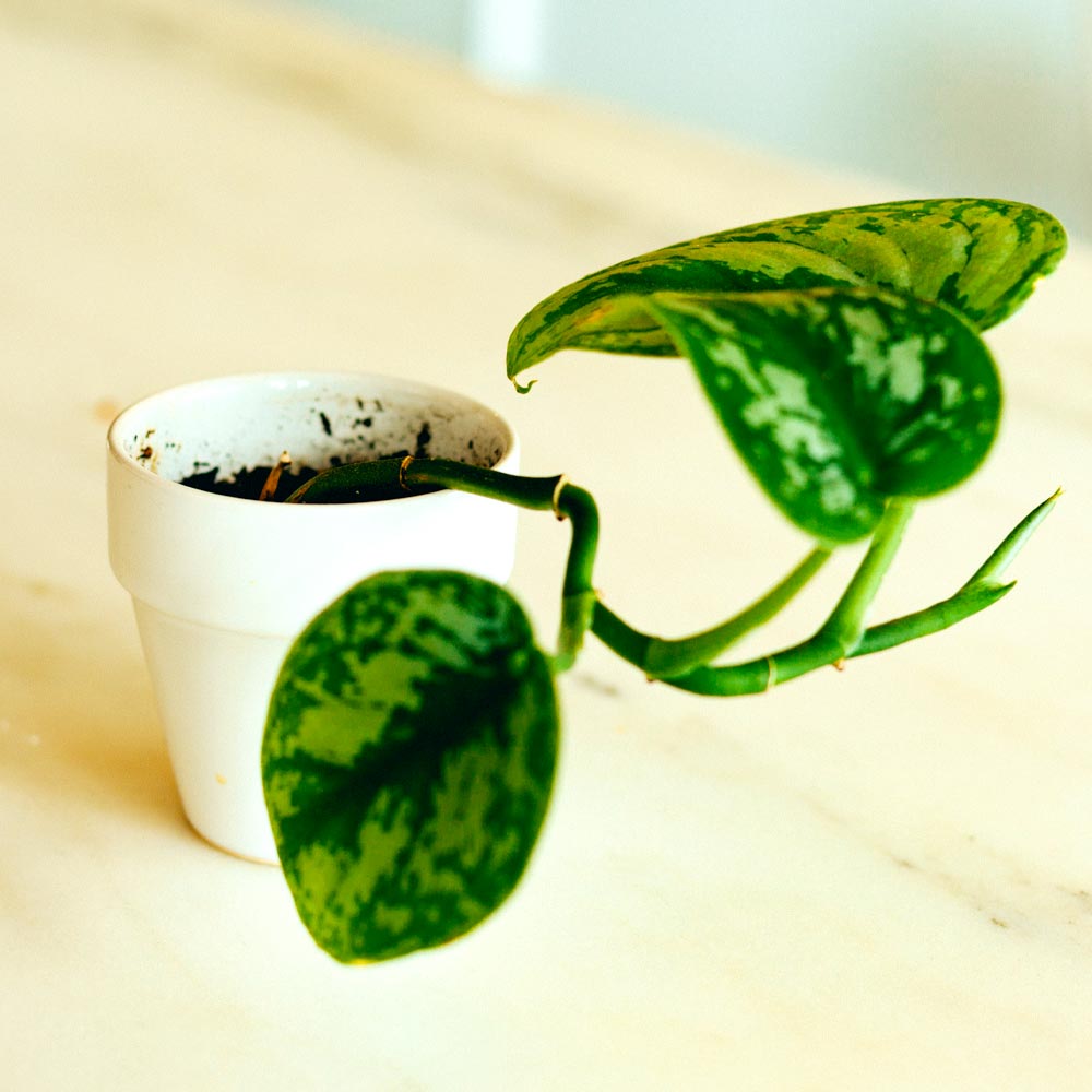 Dieffenbachia verpotten en verplanten