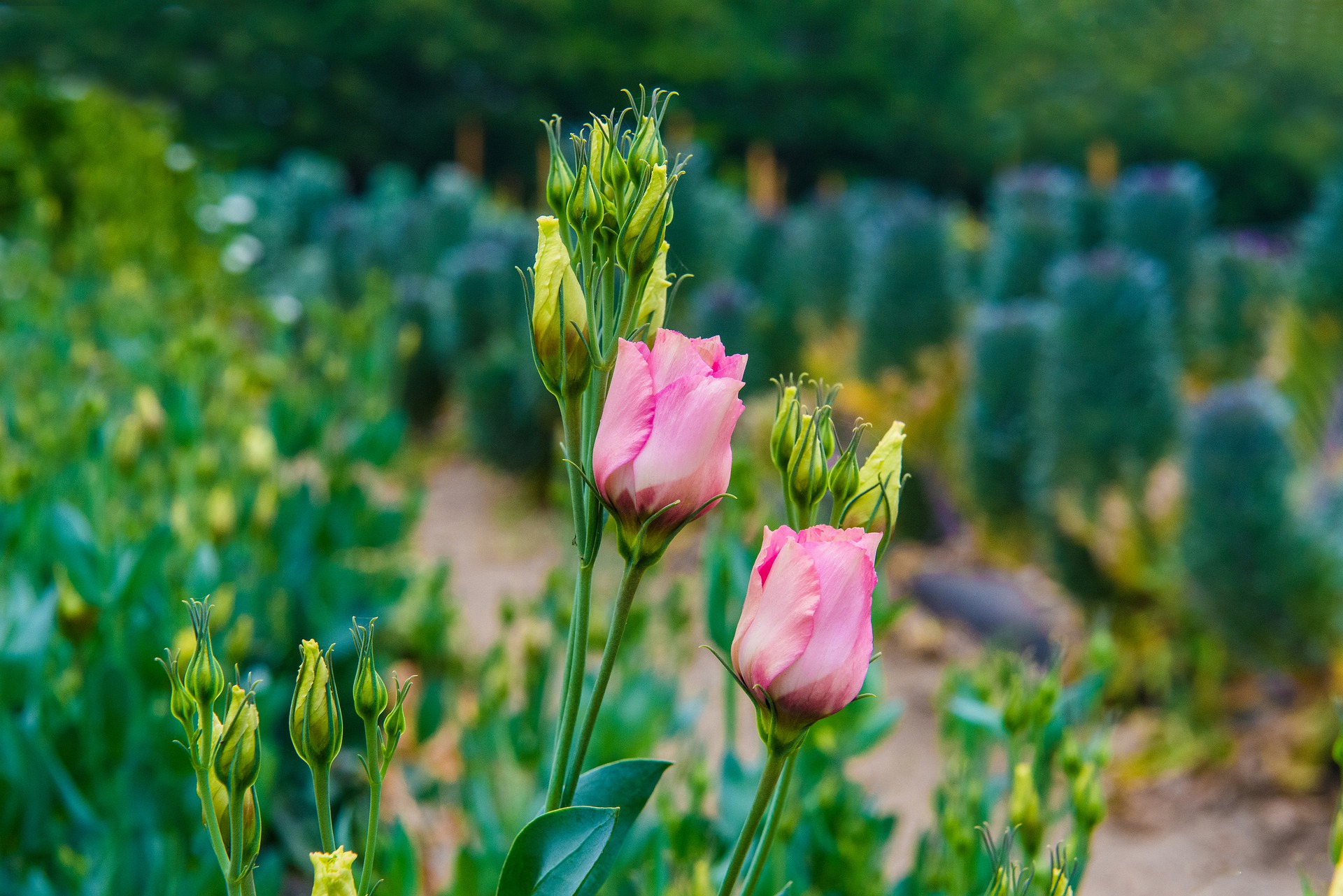 Eustoma Soorten