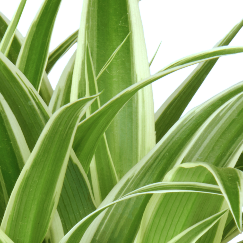 Chlorophytum Graslelie Spiderplant Voeding