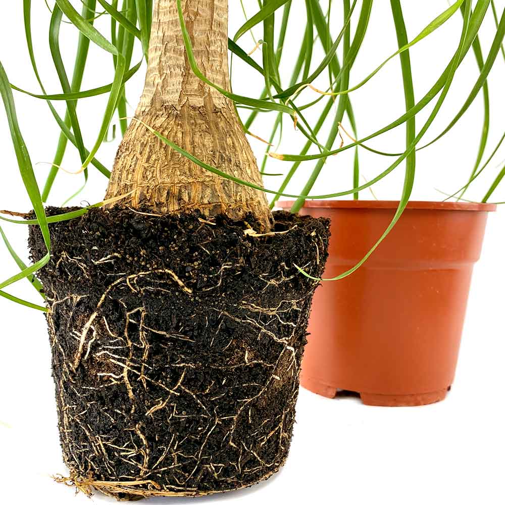 Beaucarnea Olifantspoot verpotten en verplanten