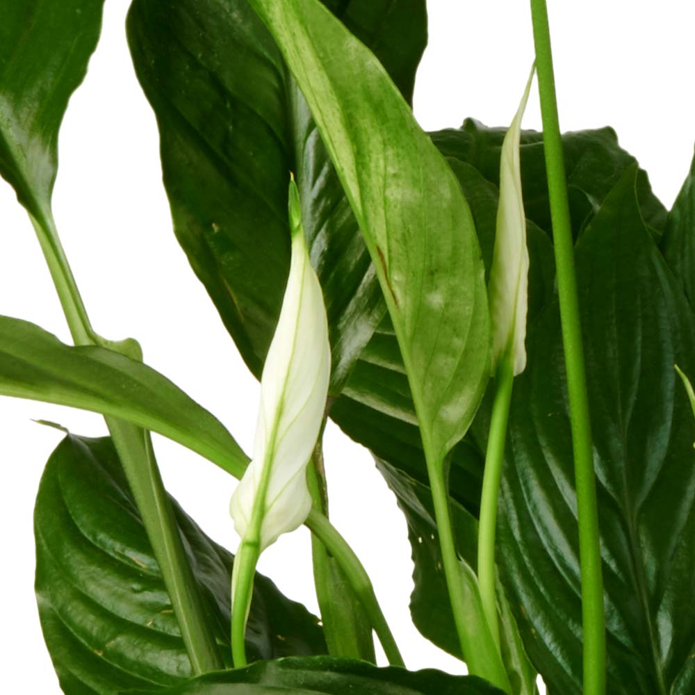Bloeiende Spathiphyllum Lepelplant 
