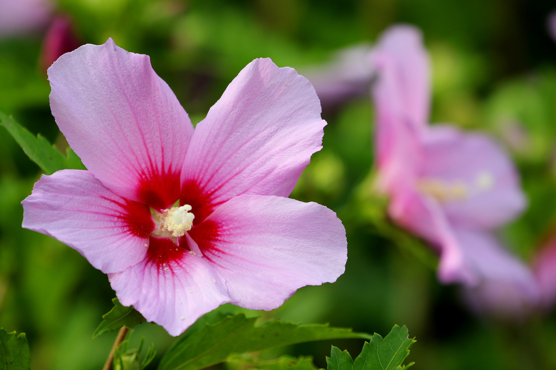 Hibiscus is geen snijbloem