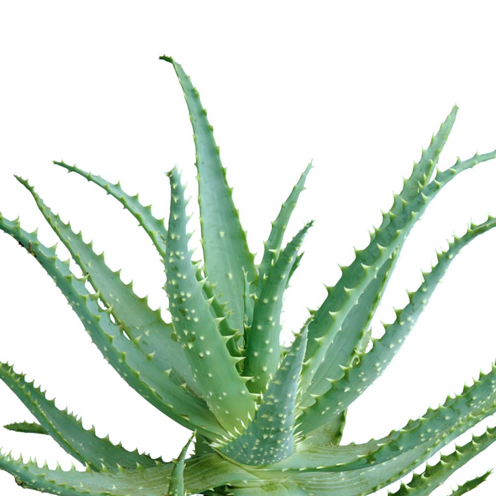 Aloë Vera plant kenmerken