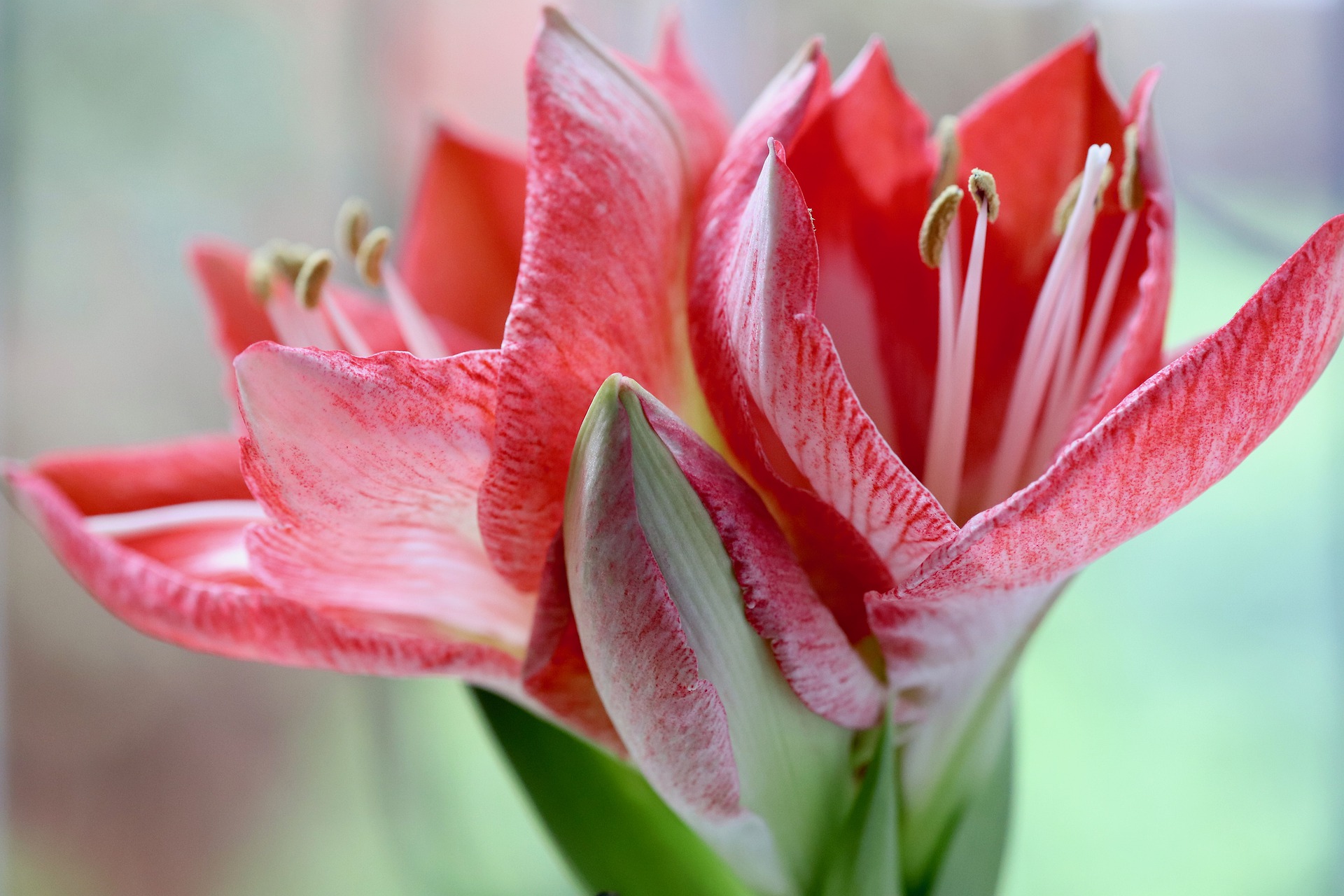 Amaryllis Oorsprong