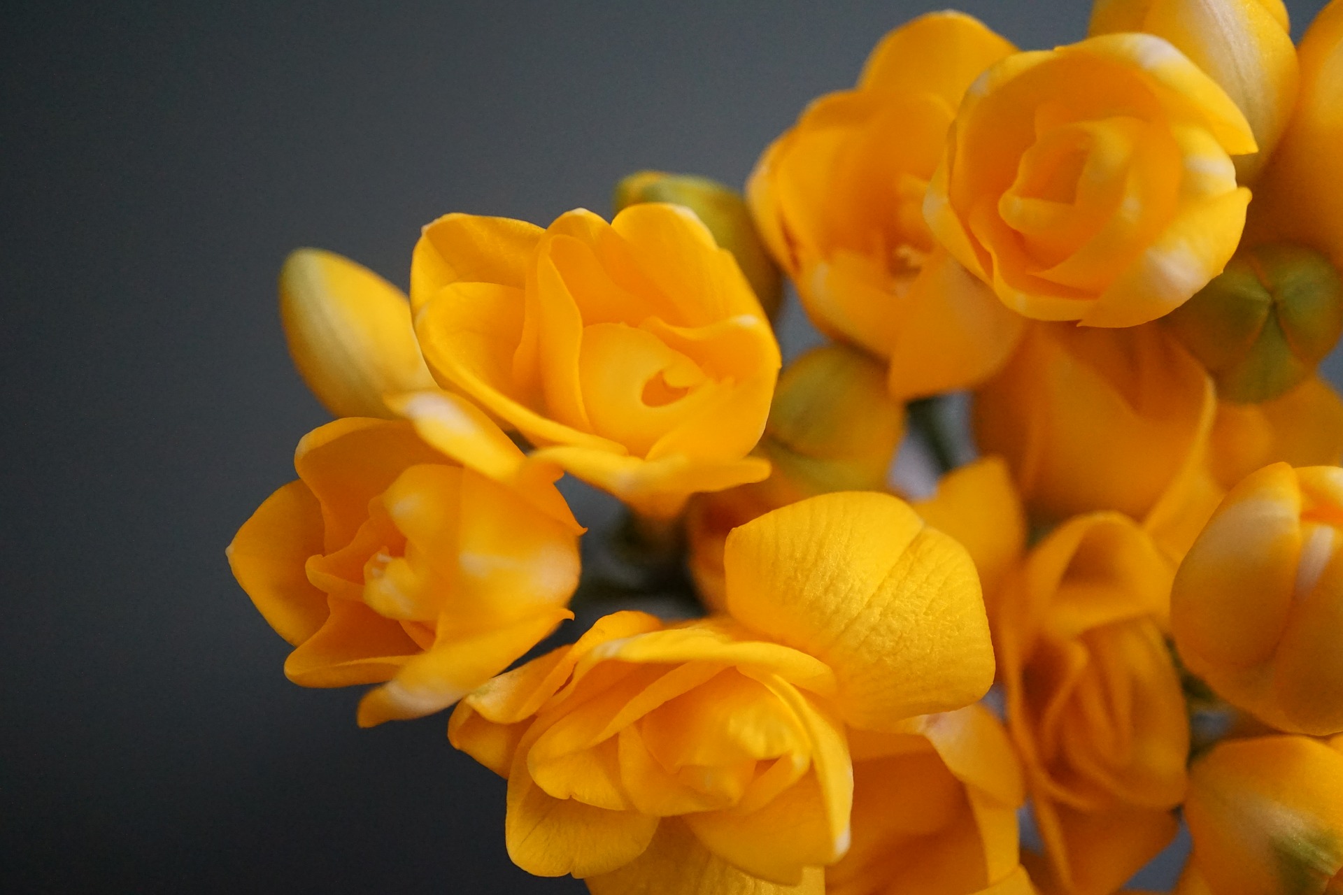 Freesia verzorging onderhouden