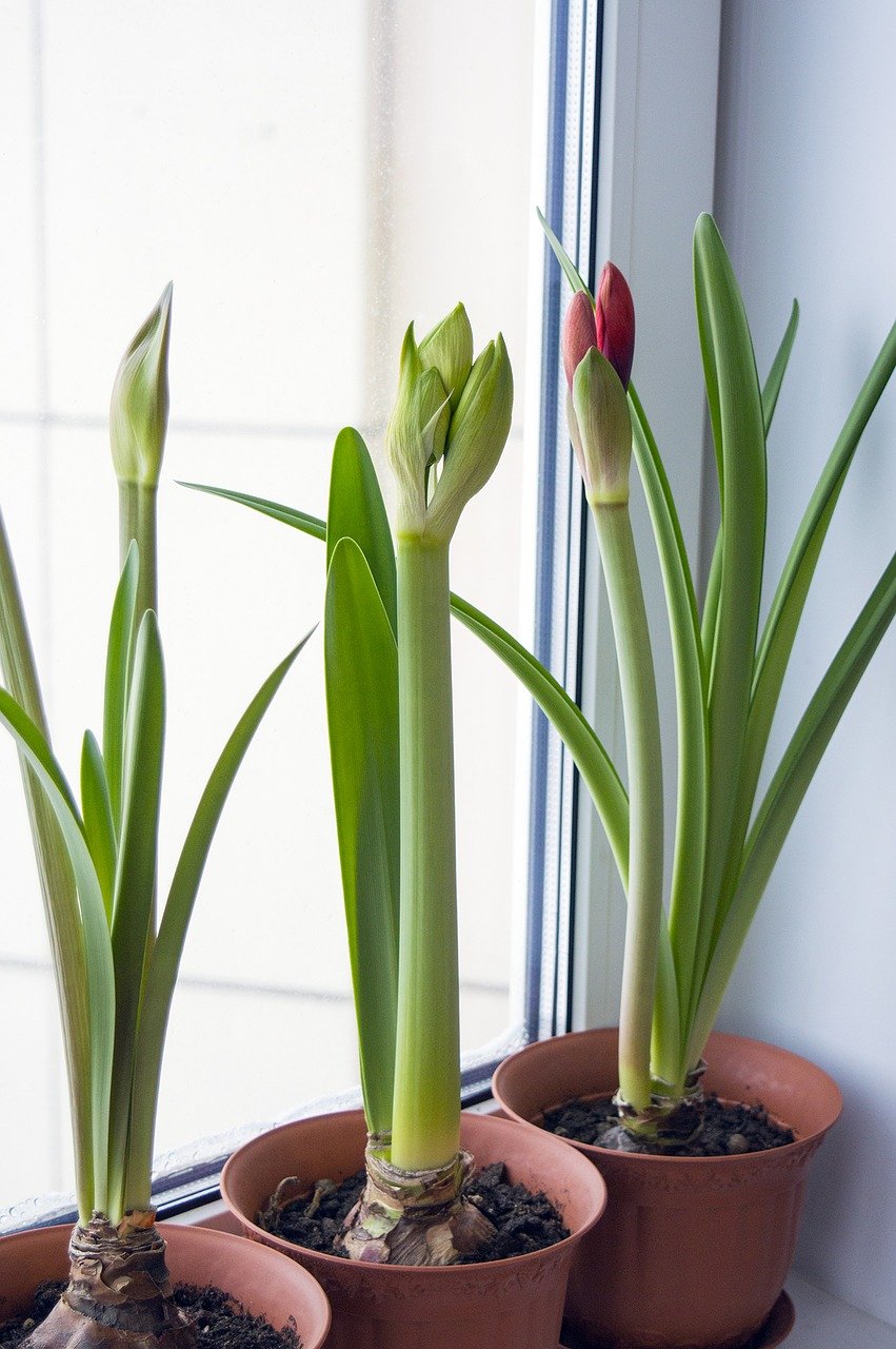 Amaryllis Bollen planten