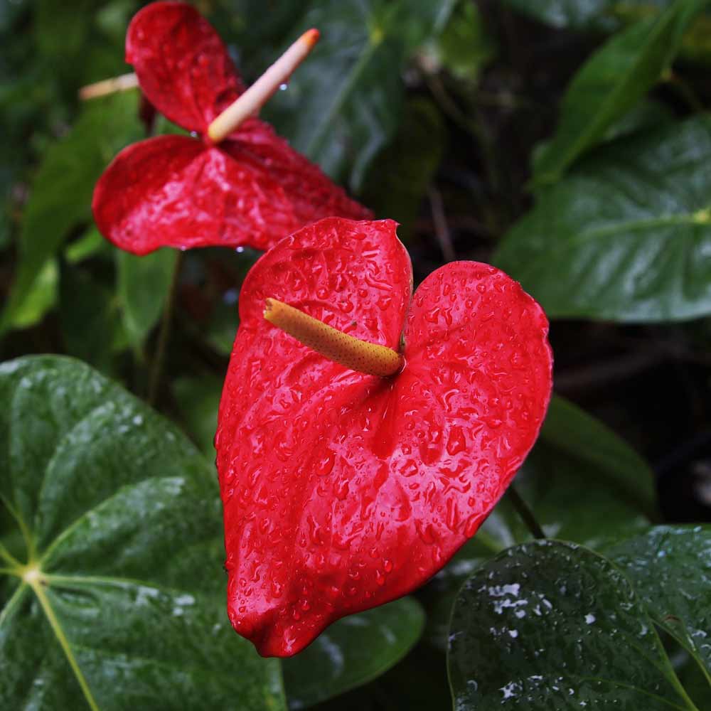 Anthurium Flamingoplant oorsprong en herkomst