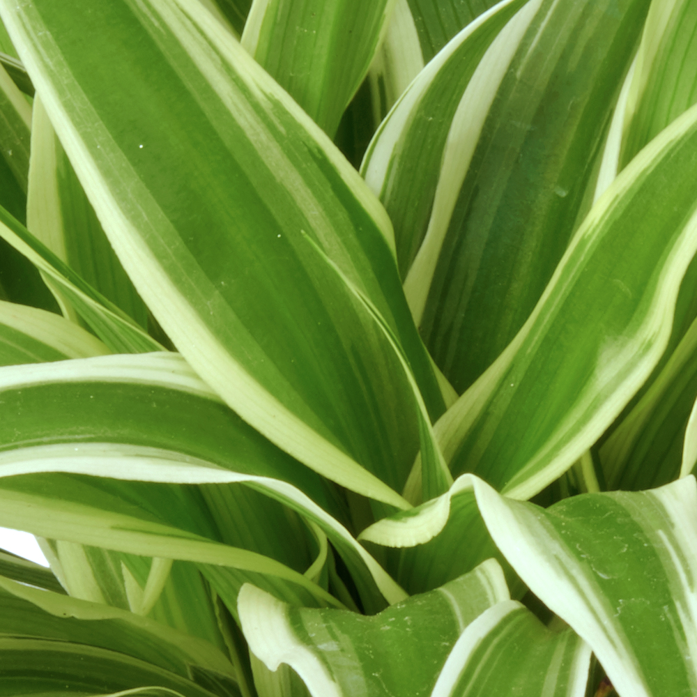 Chlorophytum Graslelie Spiderplant Ziektes