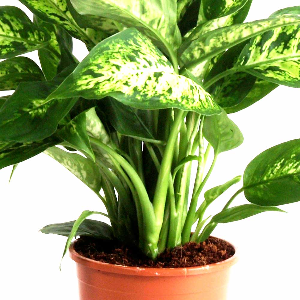 Dieffenbachia verzorging