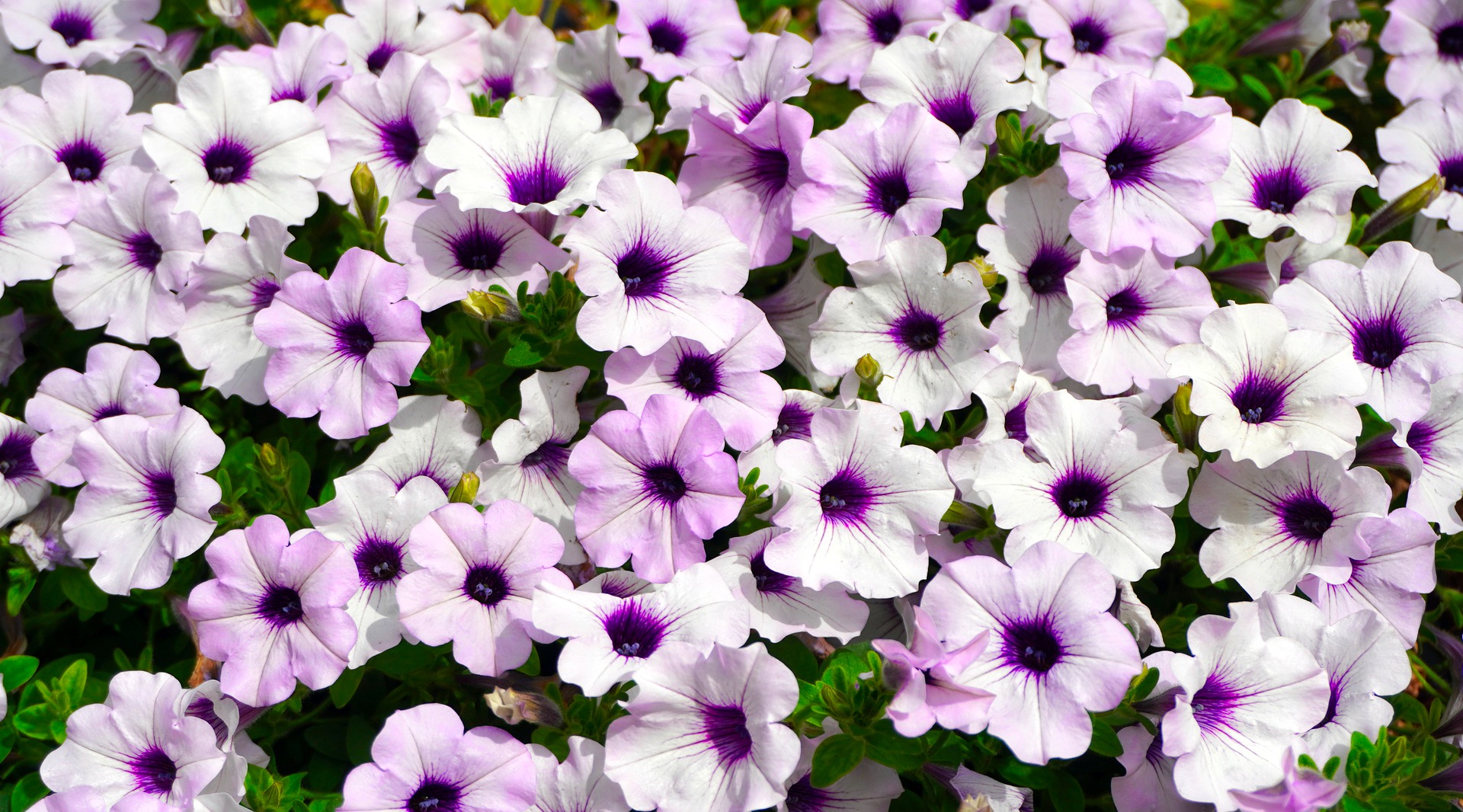 Petunia Geschiedenis