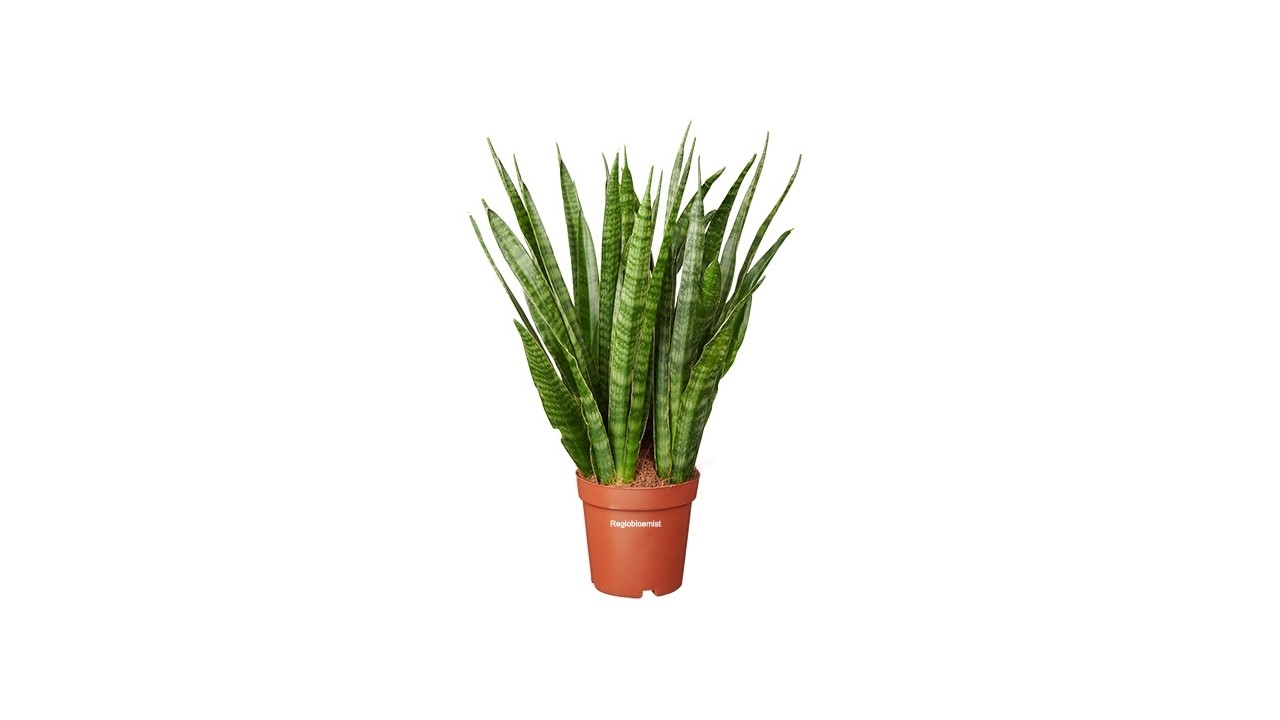 Vrouwentong | Sansevieria Kirkii