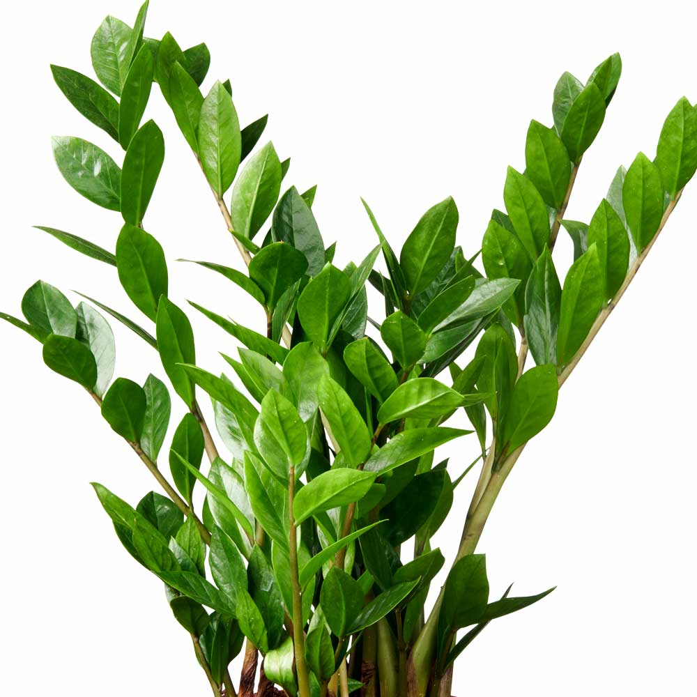 Zamioculcas ZZ-plant Emerald palm kenmerken