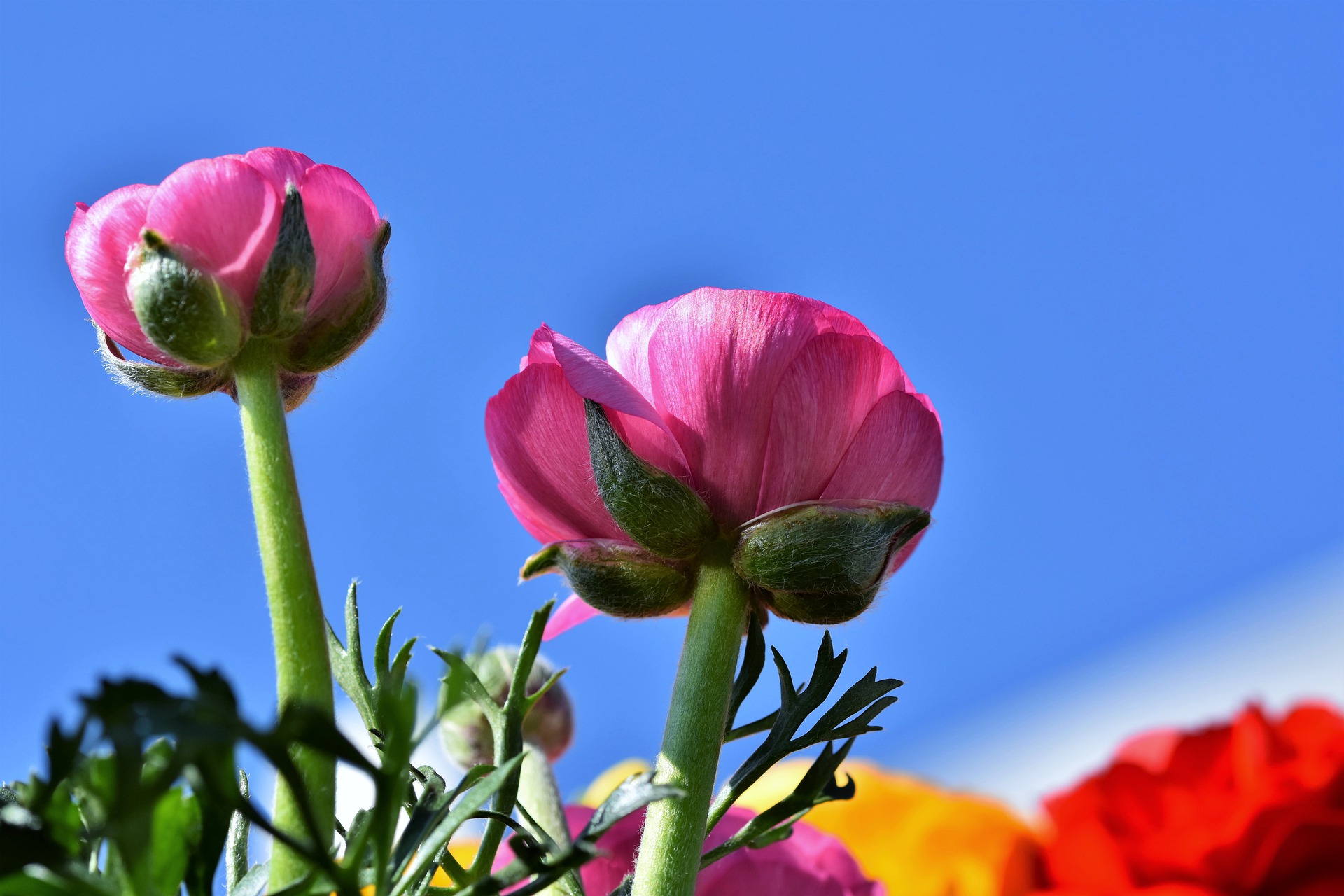 Korte samenvatting Ranonkel