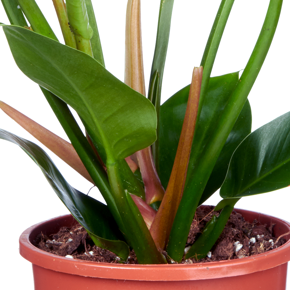 Philodendron Voeding