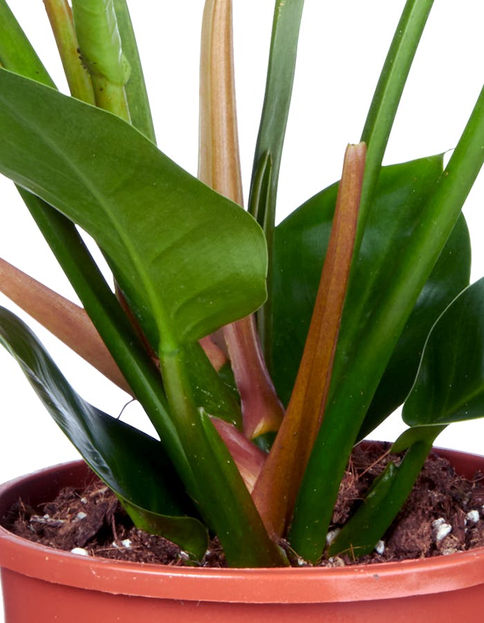 Philodendron Voeding