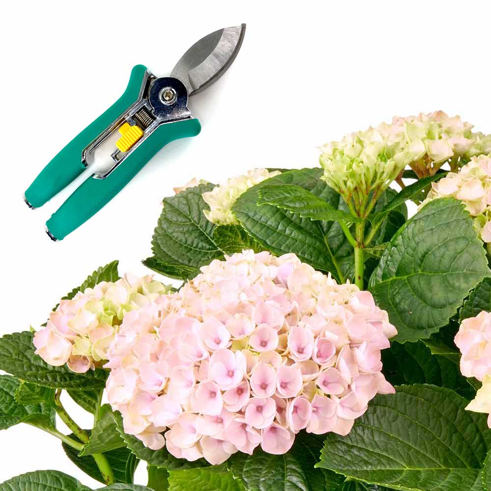 Hydrangea Hortensia verzorging
