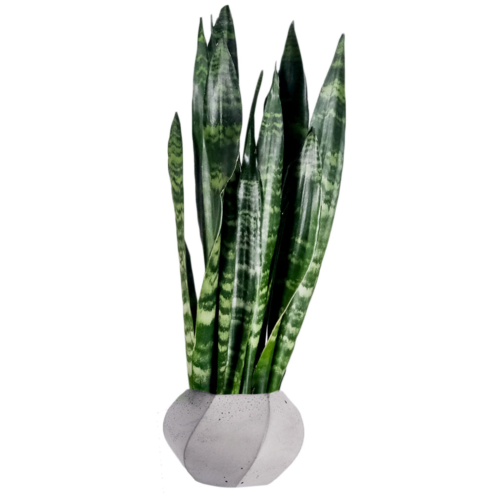 Sansevieria Vrouwentong in pot