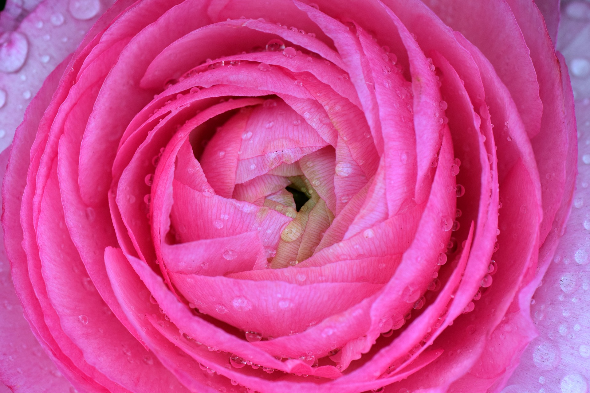 Ranonkel Verzorgen en onderhouden