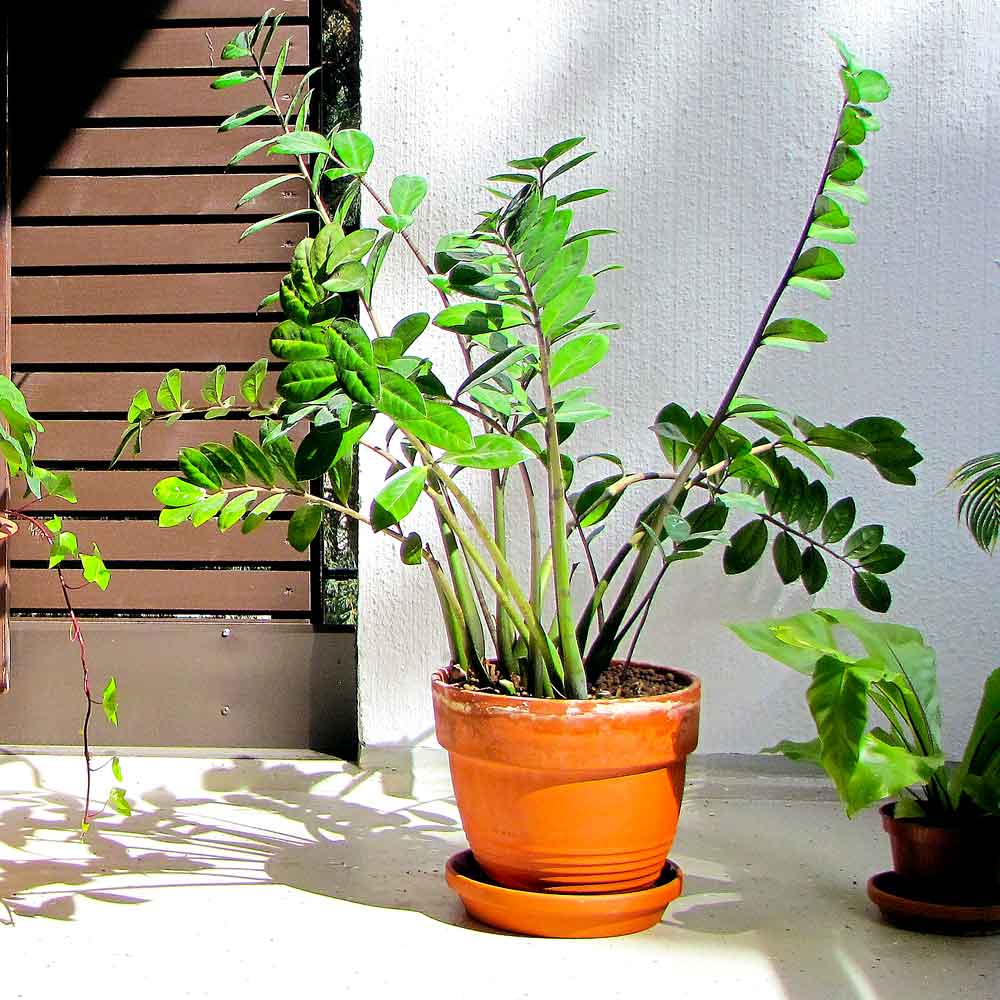 Zamioculcas ZZ-plant Emerald palm standplaats