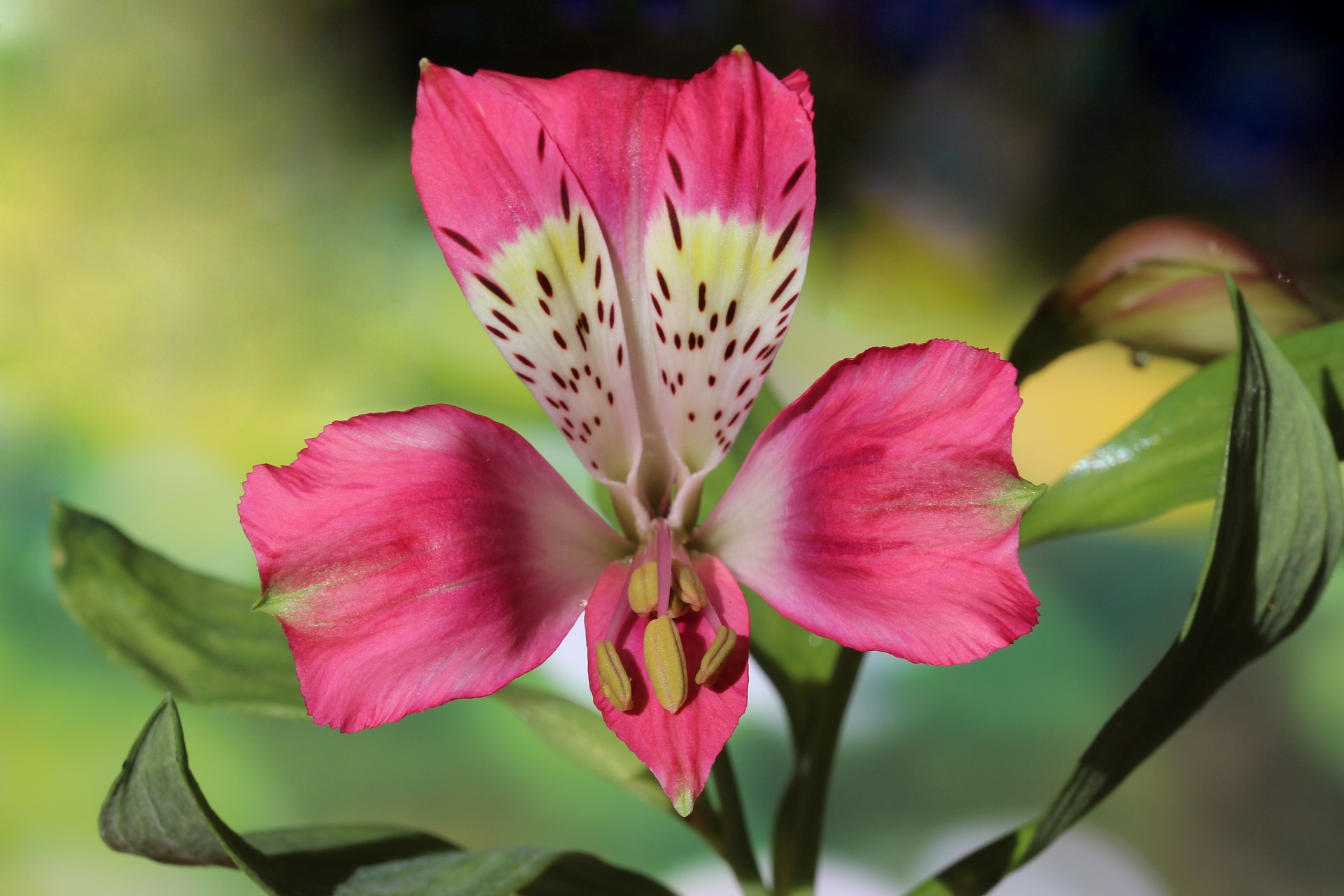 Geschiedenis Alstroemeria 