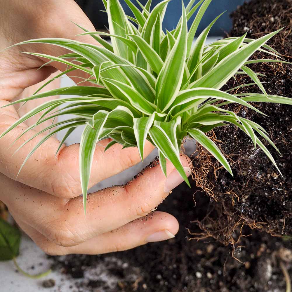 Chlorophytum Graslelie Spiderplant verpotten